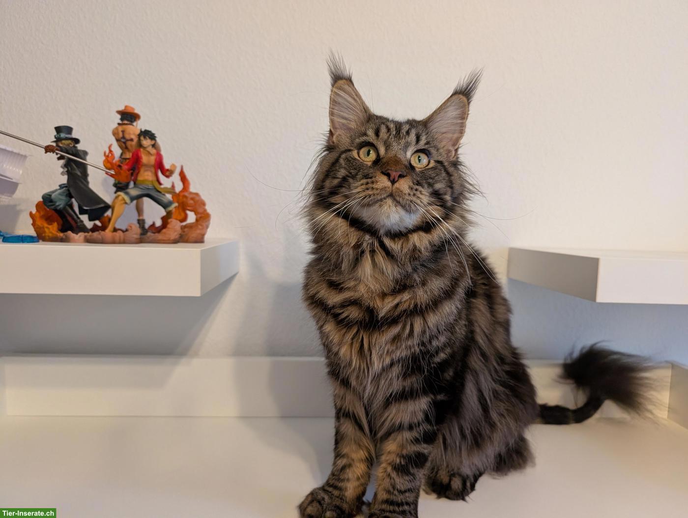 Bild 3: Reinrassiger Maine Coon Deckkater, Brown Tabby
