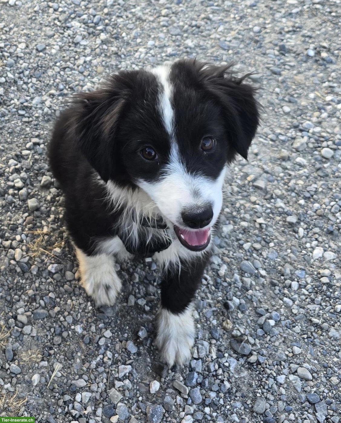 Junge Australian Shepherd Hündin sucht noch ihre Familie
