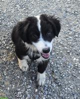 Junge Australian Shepherd Hündin sucht noch ihre Familie