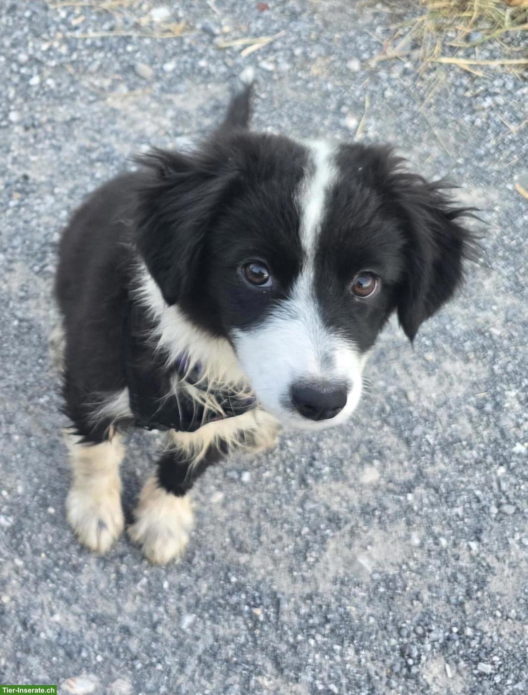 Bild 2: Junge Australian Shepherd Hündin sucht noch ihre Familie