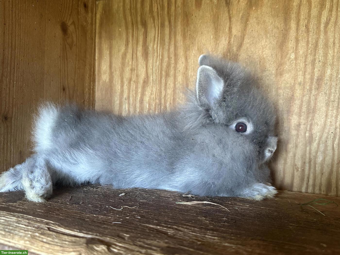 Bild 3: Löwenkopf Zwergkaninchen Böck