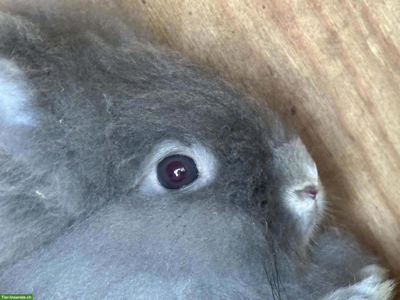 Bild 4: Löwenkopf Zwergkaninchen Böck
