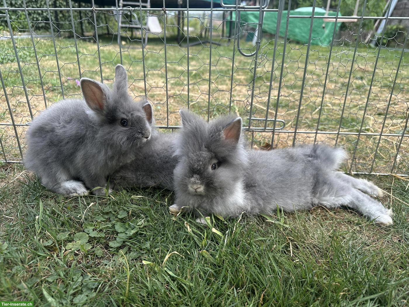 Bild 5: Löwenkopf Zwergkaninchen Böck
