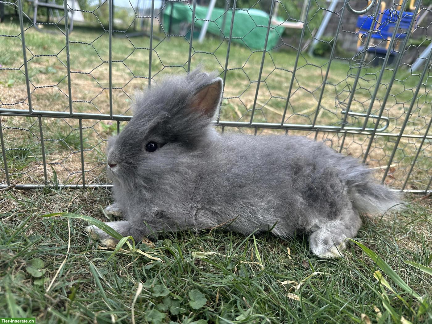 Löwenköpfchen Böckli sucht neues Zuhause