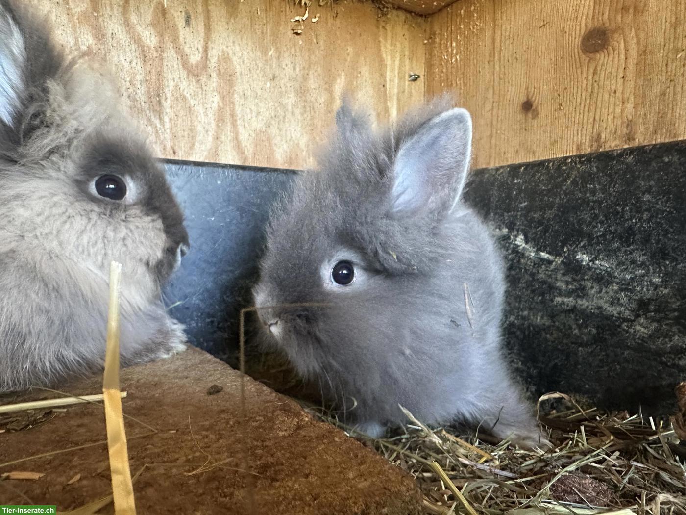 Bild 3: Löwenköpfchen Böckli sucht neues Zuhause