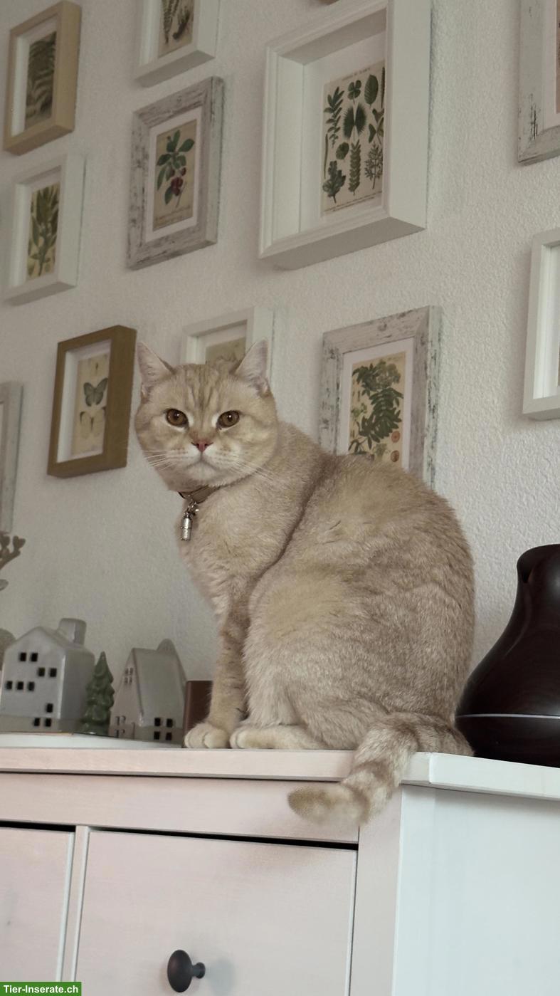 Verschmuster Kater sucht liebevolles Für-Immer-Zuhause