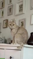 Verschmuster Kater sucht liebevolles Für-Immer-Zuhause
