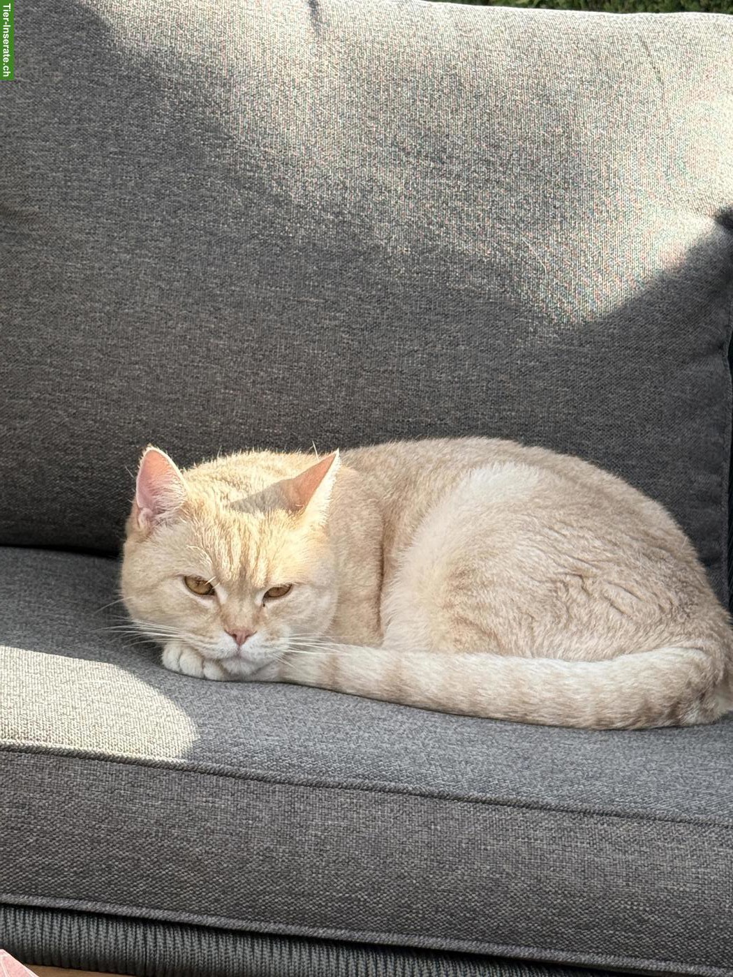 Bild 2: Verschmuster Kater sucht liebevolles Für-Immer-Zuhause