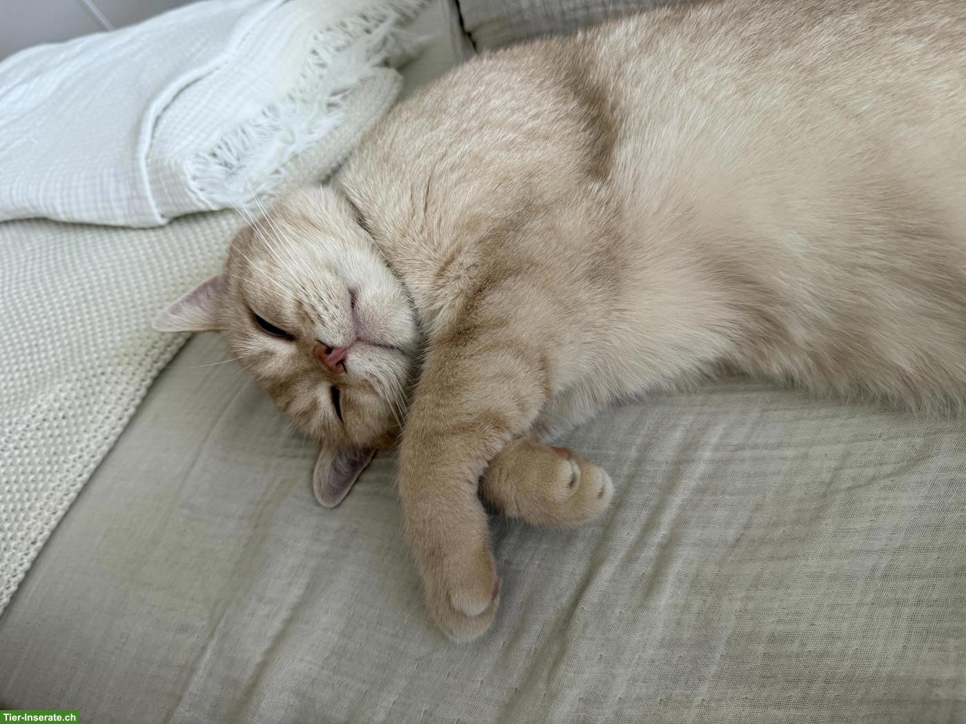 Bild 3: Verschmuster Kater sucht liebevolles Für-Immer-Zuhause