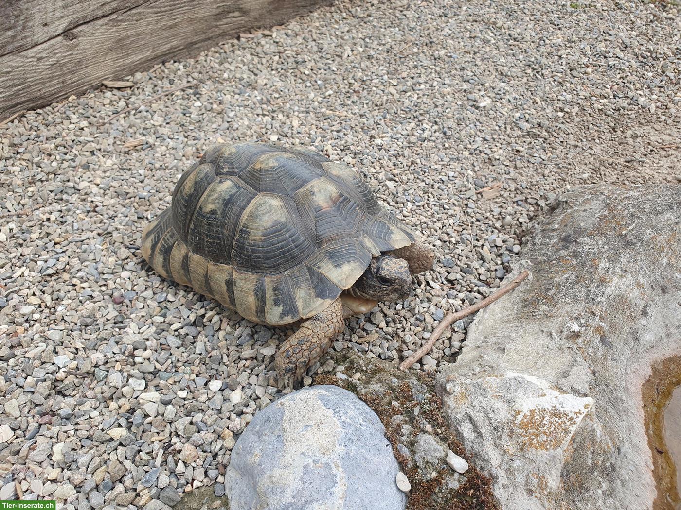 Breitrandschildkröten (Testudo marginata) suchen neues Zuhause