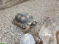 Breitrandschildkröten (Testudo marginata) suchen neues Zuhause