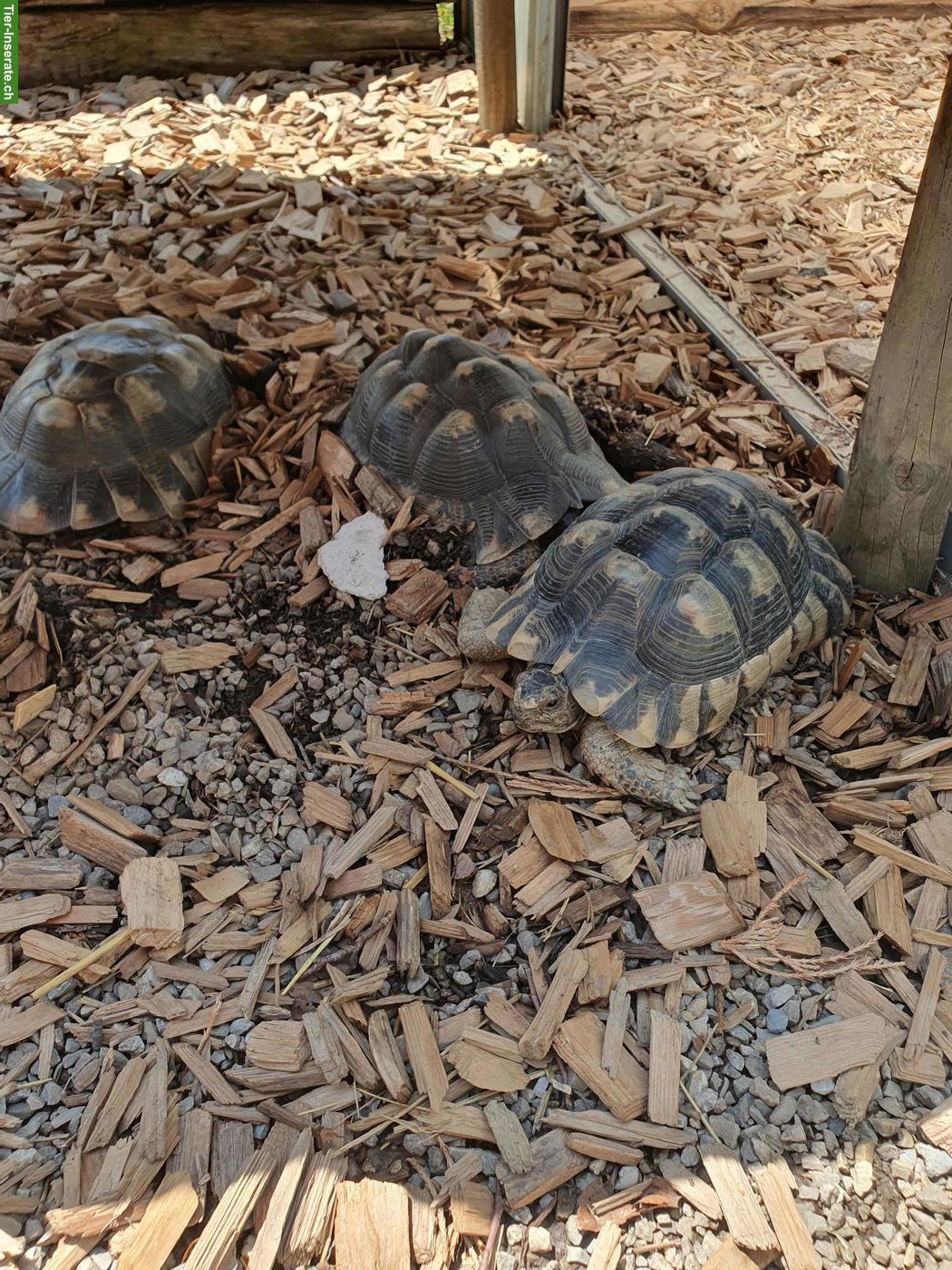 Bild 2: Breitrandschildkröten (Testudo marginata) suchen neues Zuhause