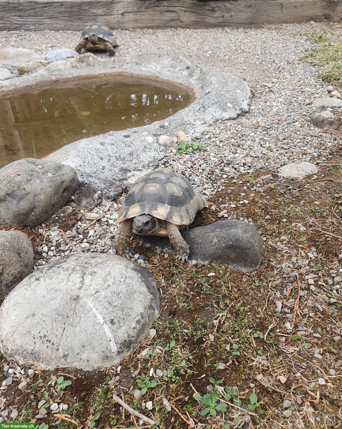 Bild 4: Breitrandschildkröten (Testudo marginata) suchen neues Zuhause