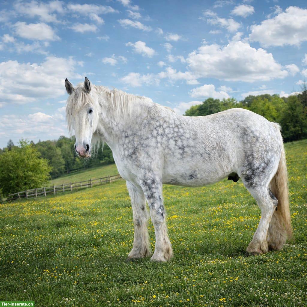 Reitbeteiligung für Shire Horse in Oltingen BL
