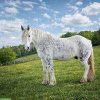 Reitbeteiligung für Shire Horse in Oltingen BL