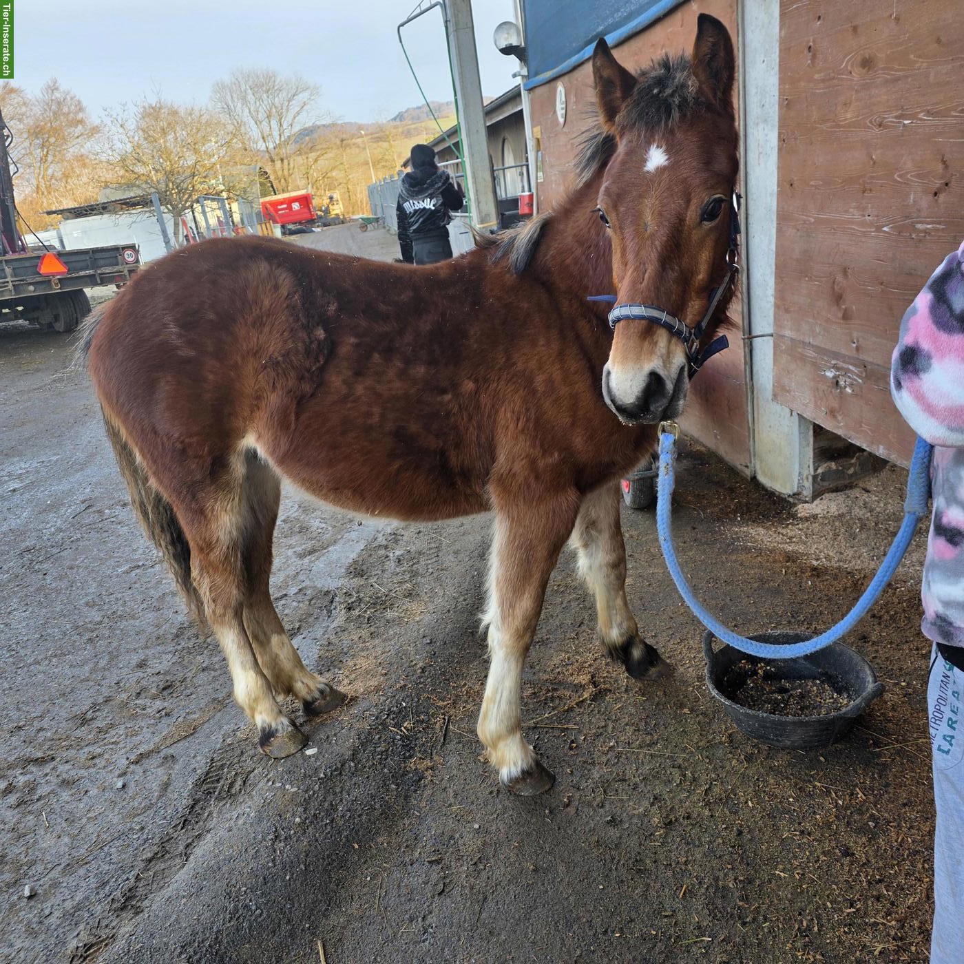 Bild 2: Reitbeteiligung für Shire Horse in Oltingen BL