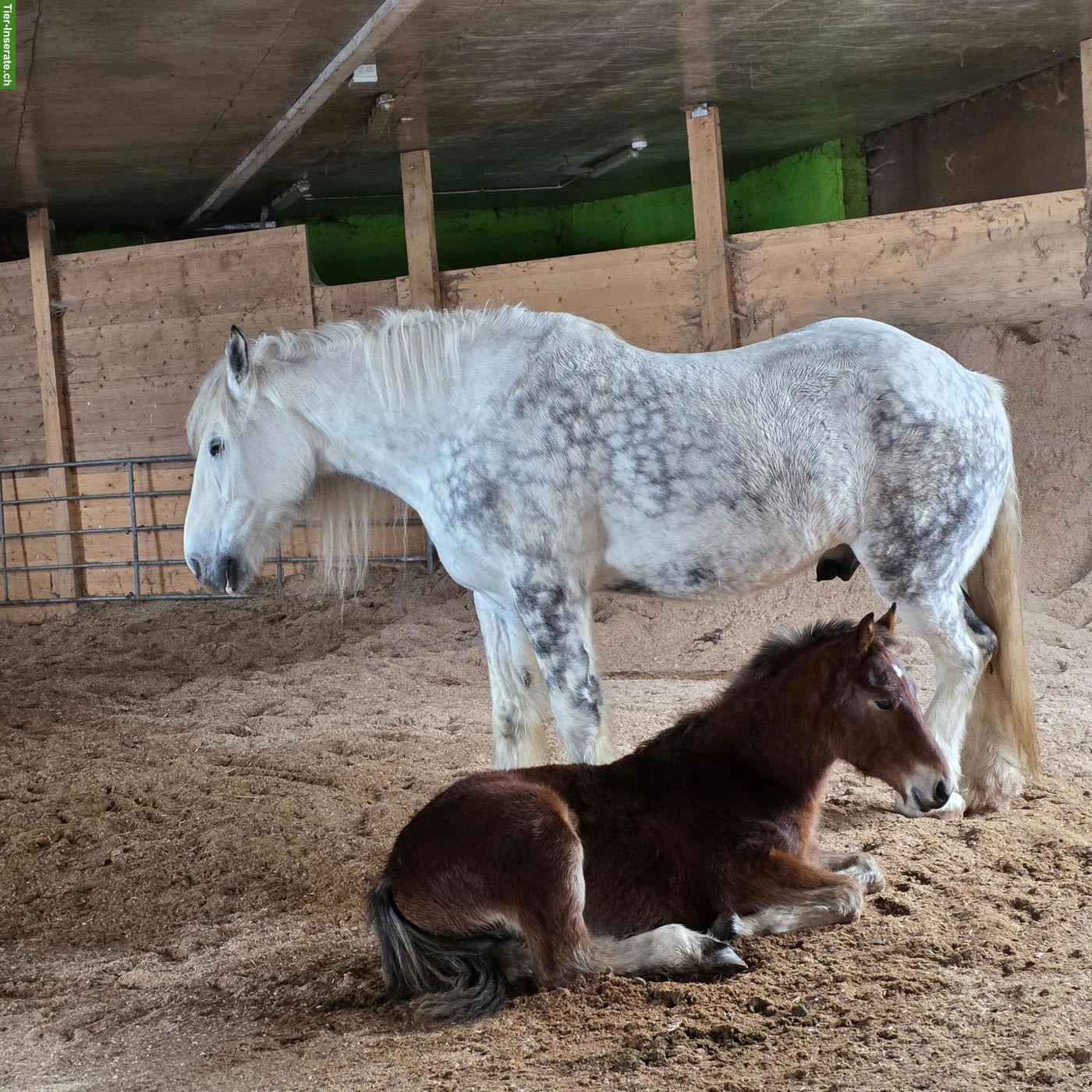 Bild 3: Reitbeteiligung für Shire Horse in Oltingen BL