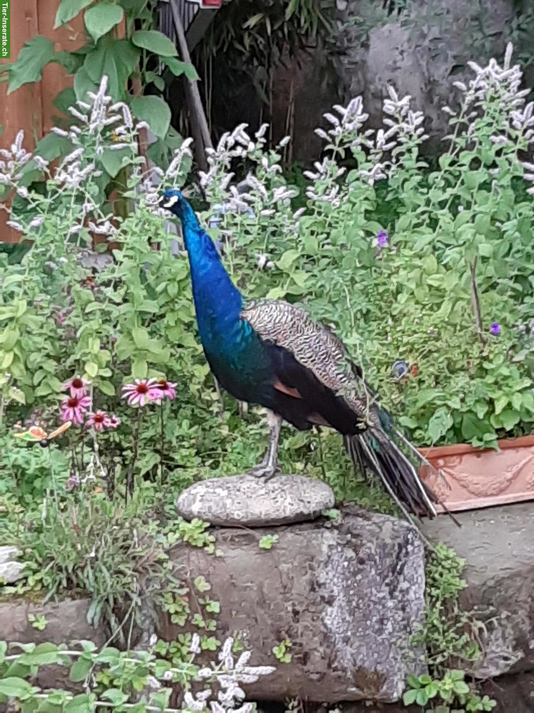 Bild 2: Blaue Pfauen aus Naturbrut 2023/2024