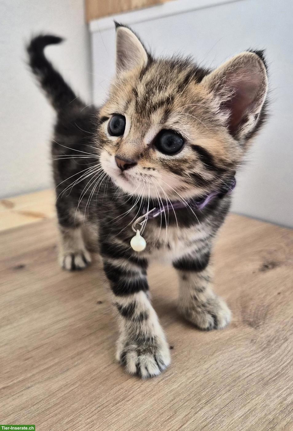Zuckersüsse Kitten/Kätzinnen zu verkaufen