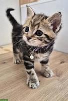 Zuckersüsse Kitten/Kätzinnen zu verkaufen