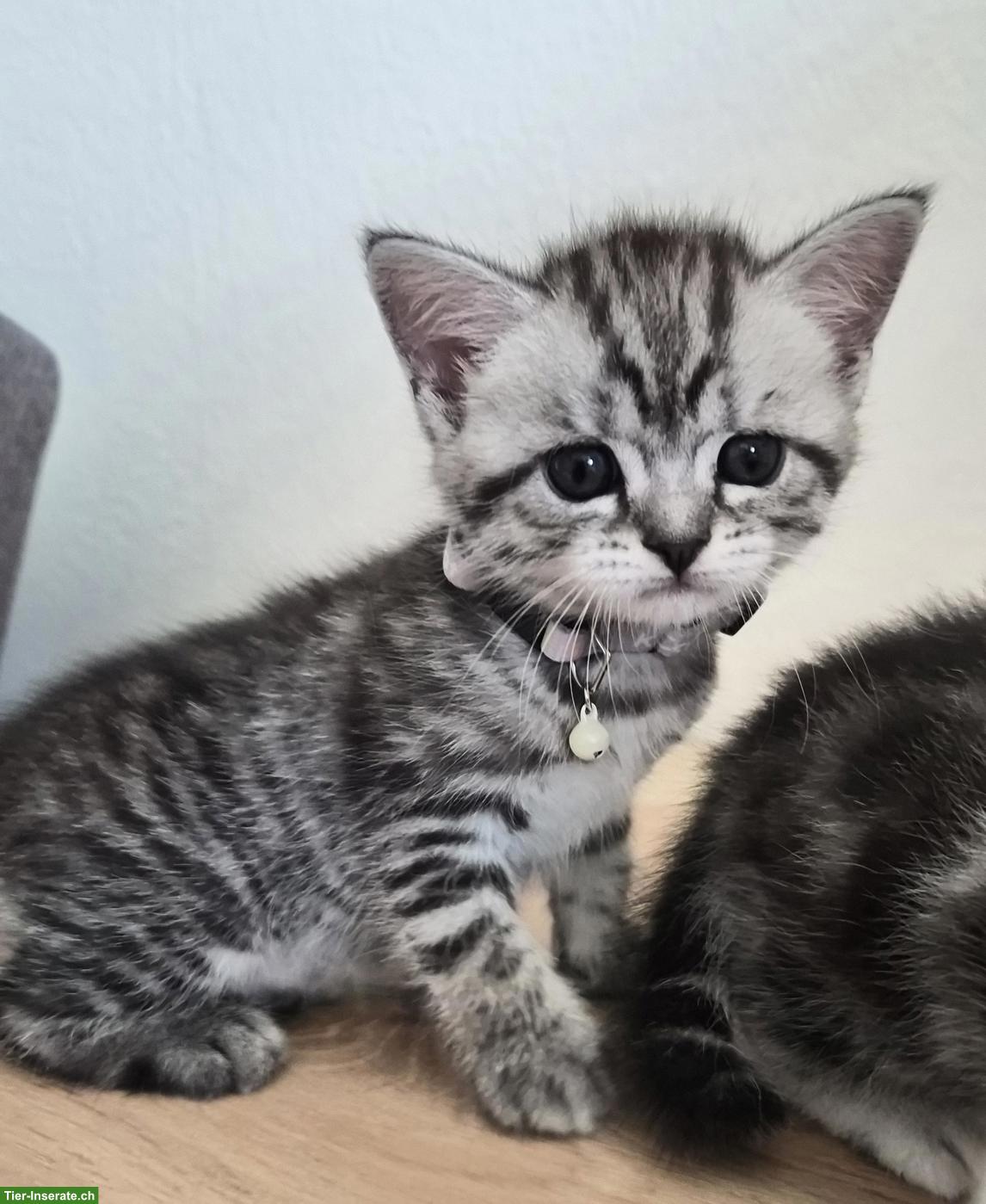 Bild 2: Zuckersüsse Kitten/Kätzinnen zu verkaufen