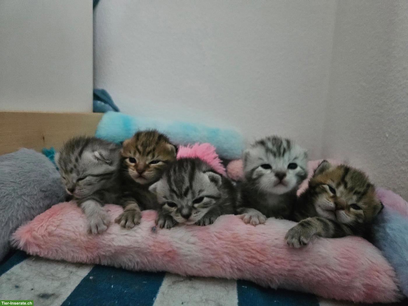 Bild 3: Zuckersüsse Kitten/Kätzinnen zu verkaufen