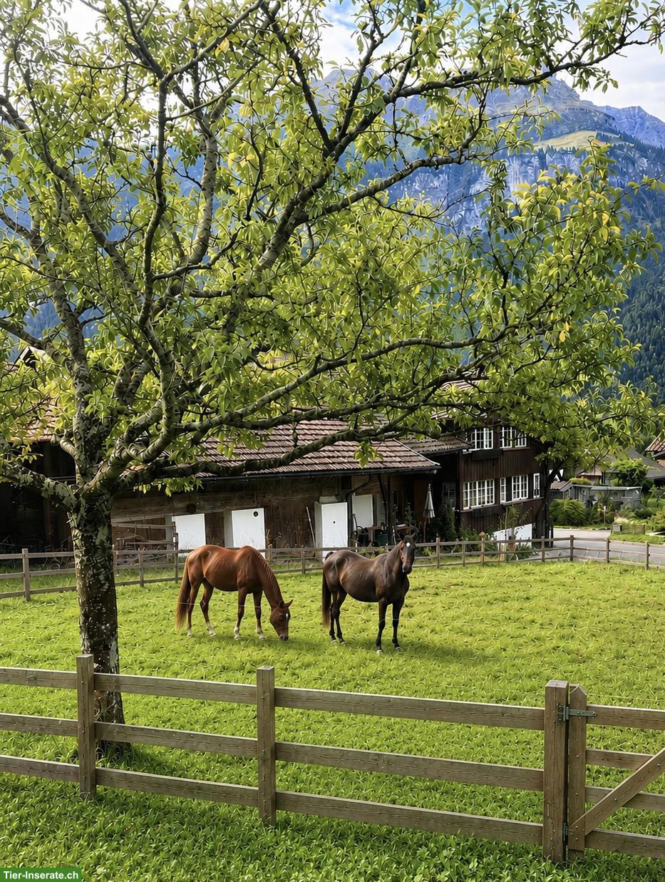Bild 2: Pferdeliegenschaft mit Wohnhaus & Baulandreserve in Hofstetten BE