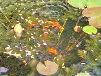 Reinrassige Goldfische (2-jährig) für den Teich