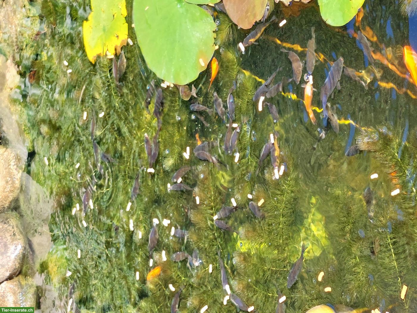 Bild 2: Reinrassige Goldfische (2-jährig) für den Teich