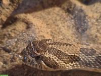 Hakennasennatter (w) mit Terrarium & Zubehör zu vergeben