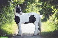 Grosser Irish Cob Wallach steht zum Verkauf