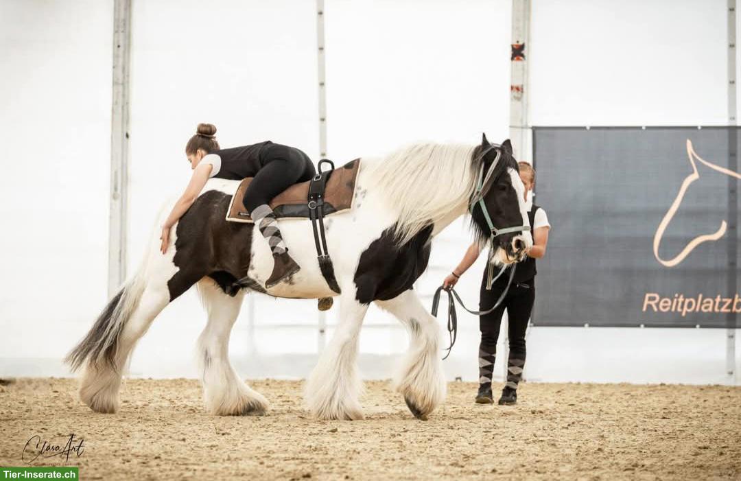 Bild 2: Grosser Irish Cob Wallach steht zum Verkauf