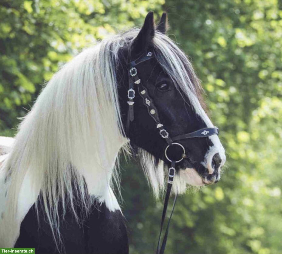 Bild 3: Grosser Irish Cob Wallach steht zum Verkauf