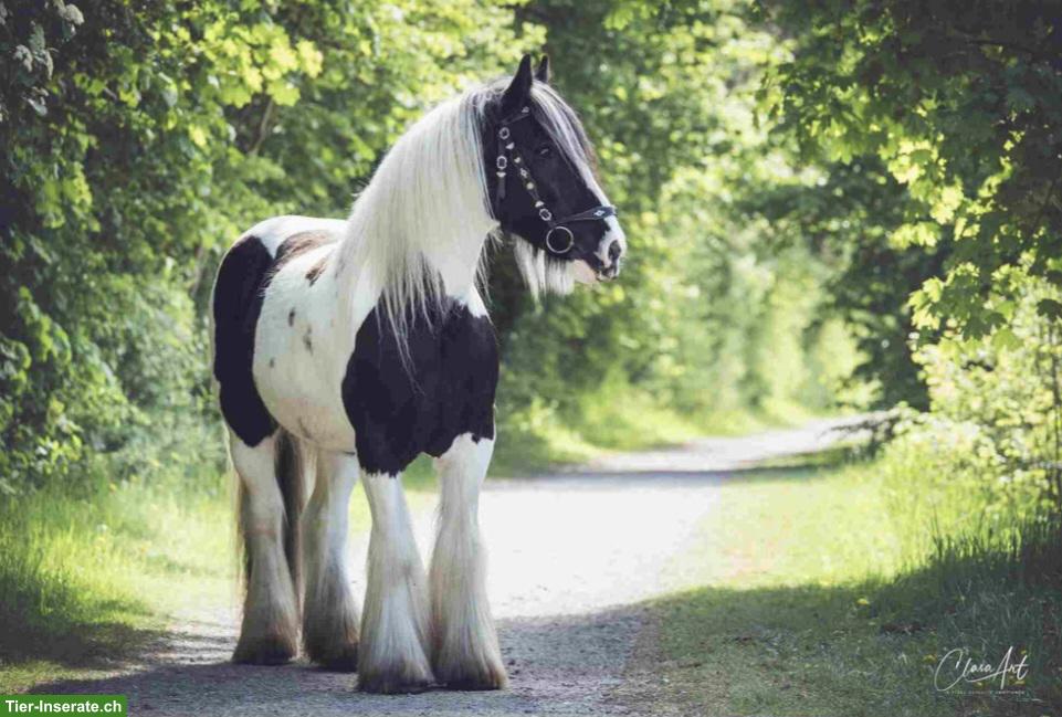 Bild 4: Grosser Irish Cob Wallach steht zum Verkauf