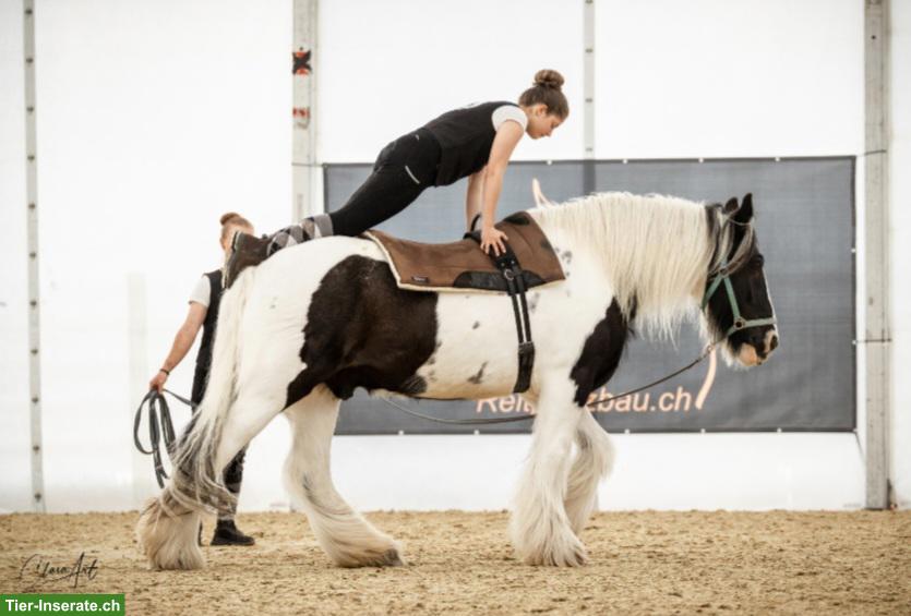 Bild 5: Grosser Irish Cob Wallach steht zum Verkauf