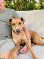 Mischlingsrüde Sky, liebevoller & anhänglicher Familienhund