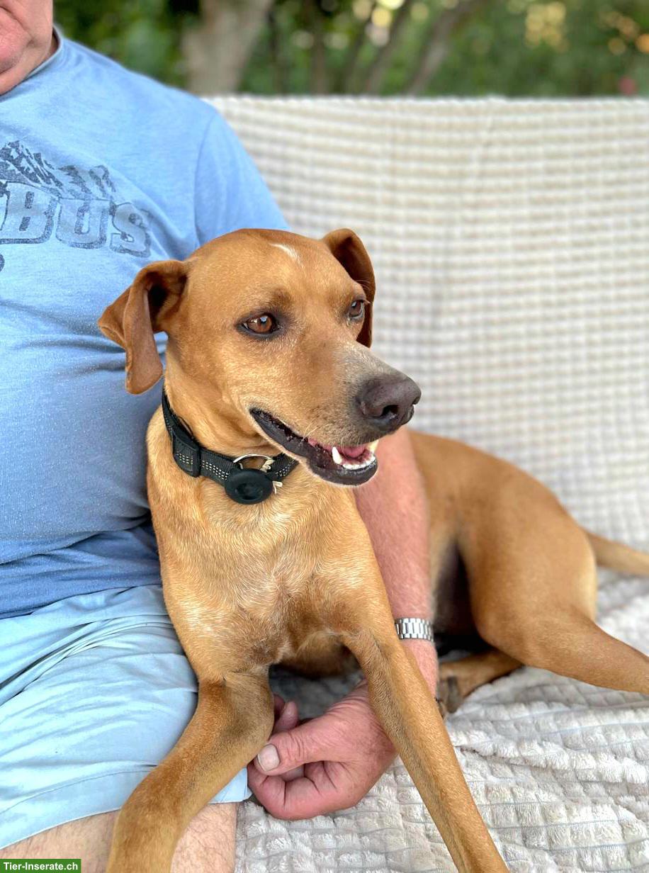 Bild 5: Mischlingsrüde Sky, liebevoller & anhänglicher Familienhund