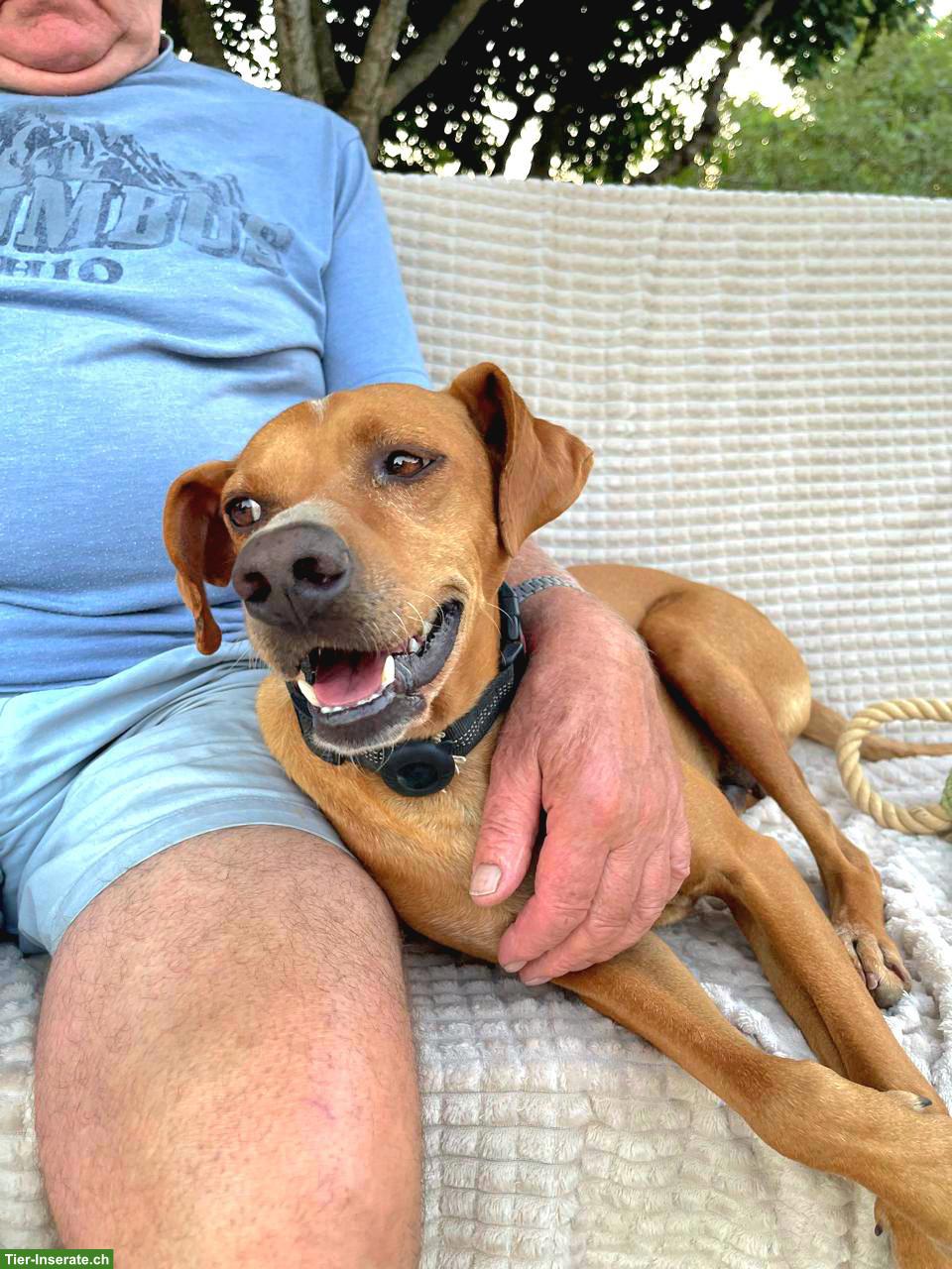 Bild 8: Mischlingsrüde Sky, liebevoller & anhänglicher Familienhund