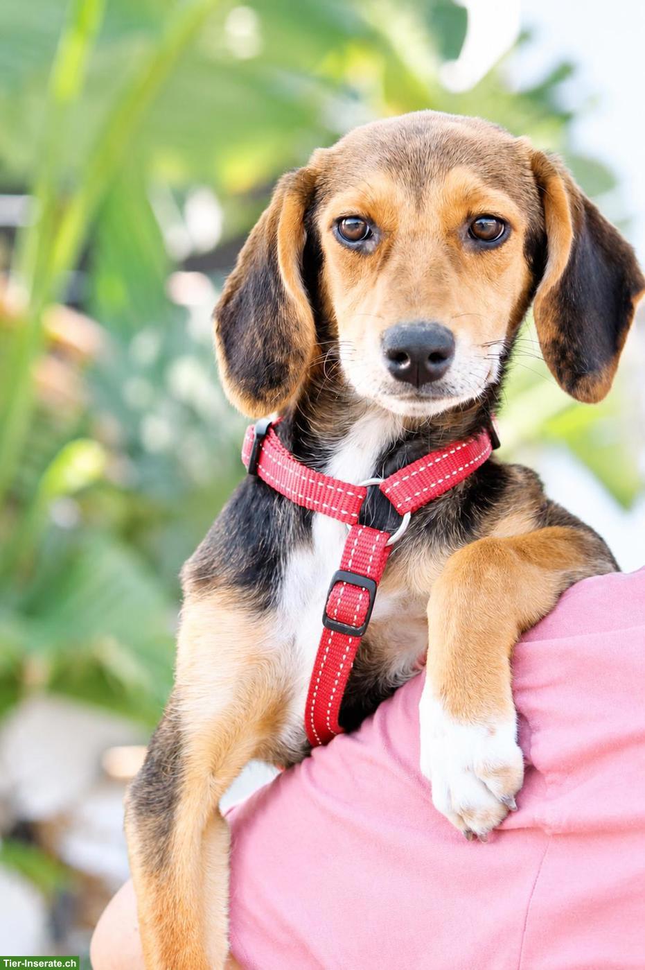 Junge Beagle Mix Hündin Abby, lebensfroh, liebevoll