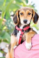 Junge Beagle Mix Hündin Abby, lebensfroh, liebevoll