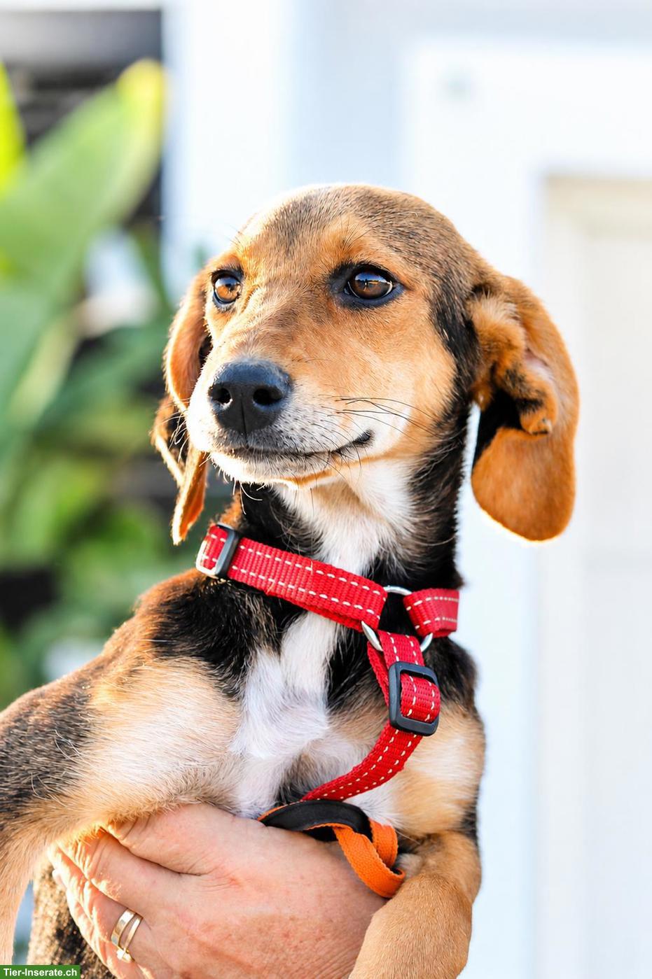 Bild 2: Junge Beagle Mix Hündin Abby, lebensfroh, liebevoll