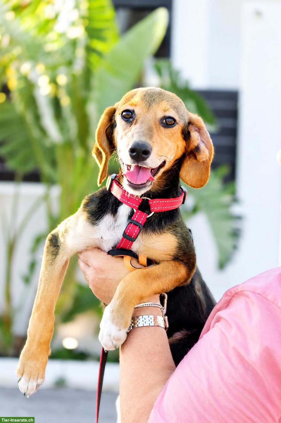 Bild 3: Junge Beagle Mix Hündin Abby, lebensfroh, liebevoll