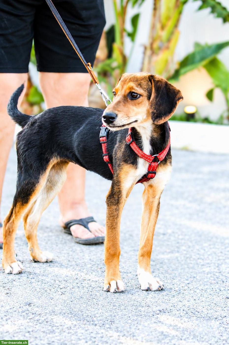 Bild 4: Junge Beagle Mix Hündin Abby, lebensfroh, liebevoll