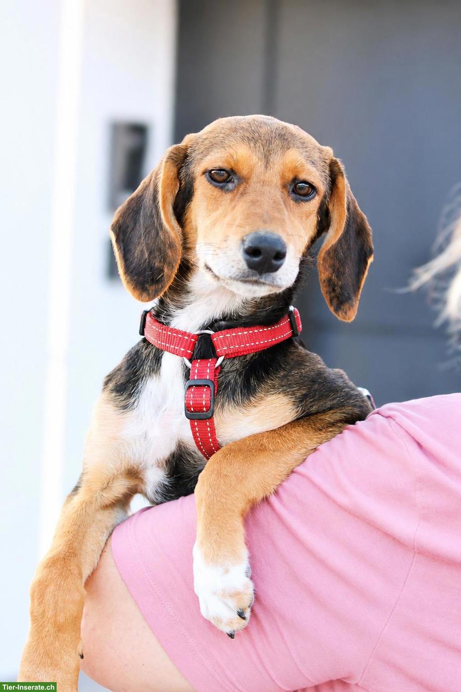 Bild 5: Junge Beagle Mix Hündin Abby, lebensfroh, liebevoll