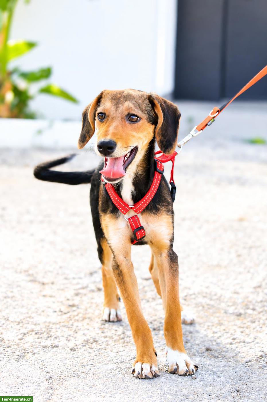 Bild 6: Junge Beagle Mix Hündin Abby, lebensfroh, liebevoll