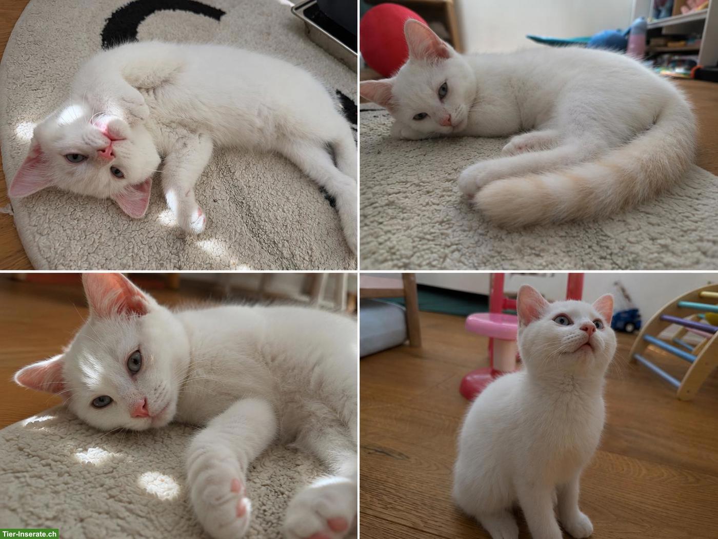 BKH Kitten männlich und weiblich suchen ein Zuhause