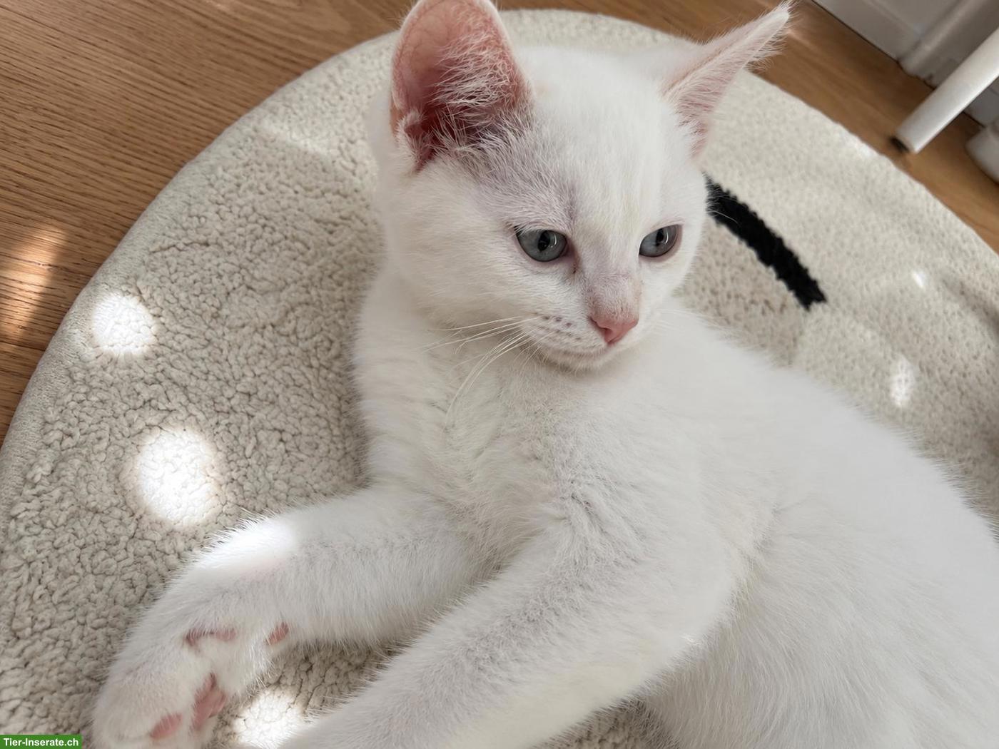 Bild 2: BKH Kitten männlich und weiblich suchen ein Zuhause