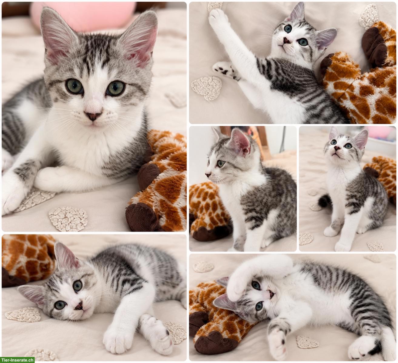 Bild 3: BKH Kitten männlich und weiblich suchen ein Zuhause