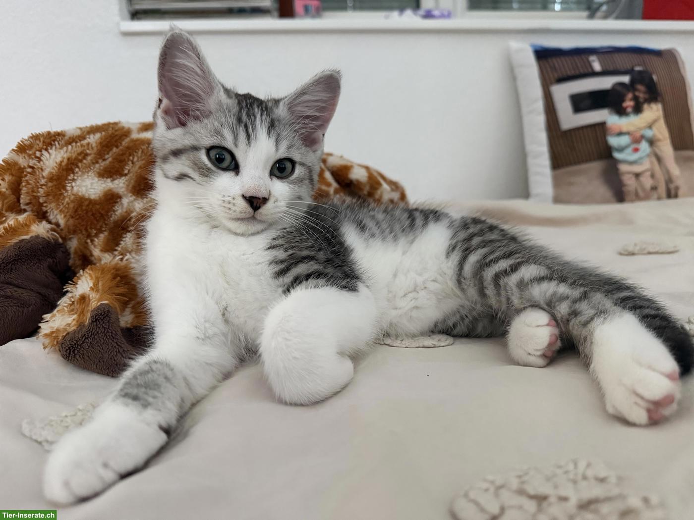 Bild 4: BKH Kitten männlich und weiblich suchen ein Zuhause