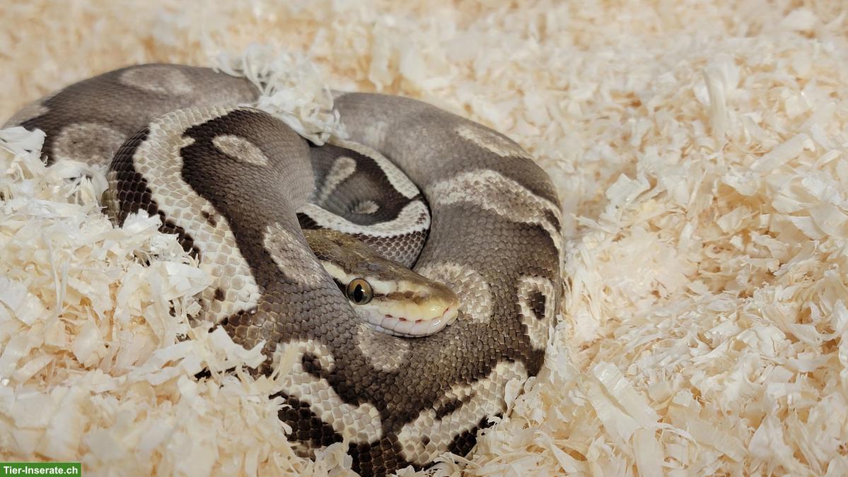 Bild 2: Königspython GHI Mojave, männlich